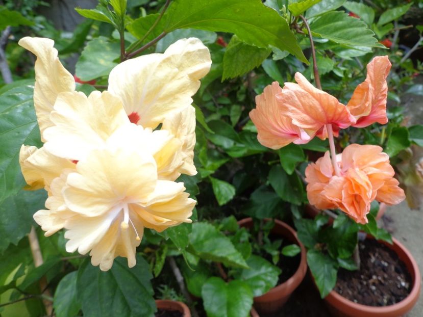  - A-HIBISCUS 2018