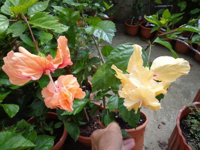  - A-HIBISCUS 2018