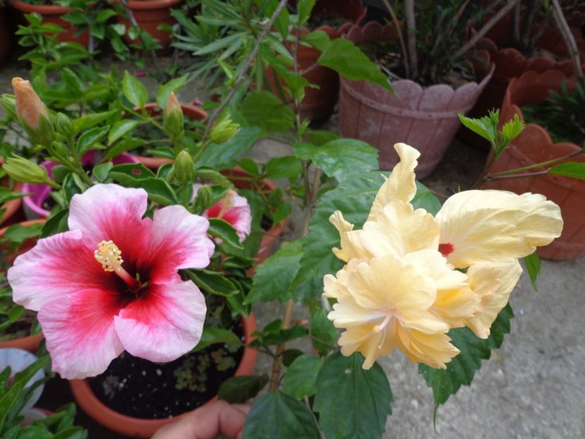  - A-HIBISCUS 2018