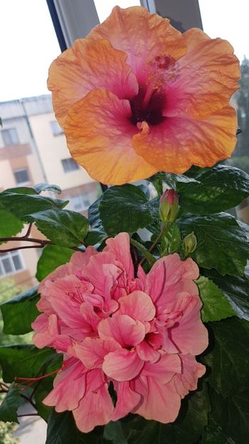  - Hibiscus Kona