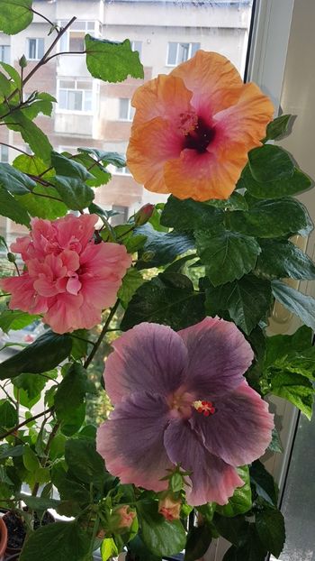  - Hibiscus Kona