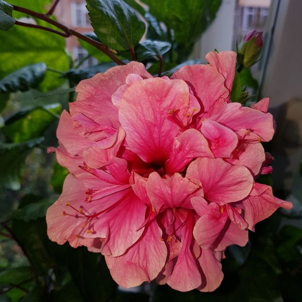  - Hibiscus Kona