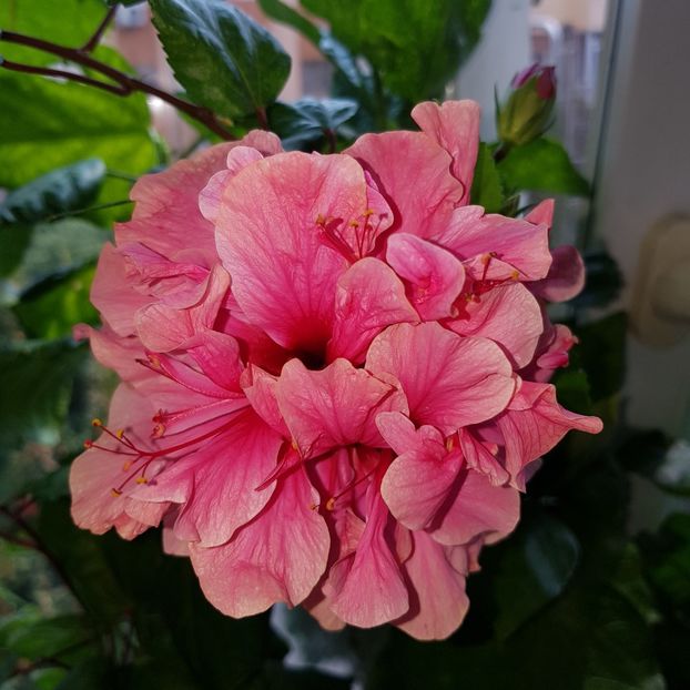  - Hibiscus Kona