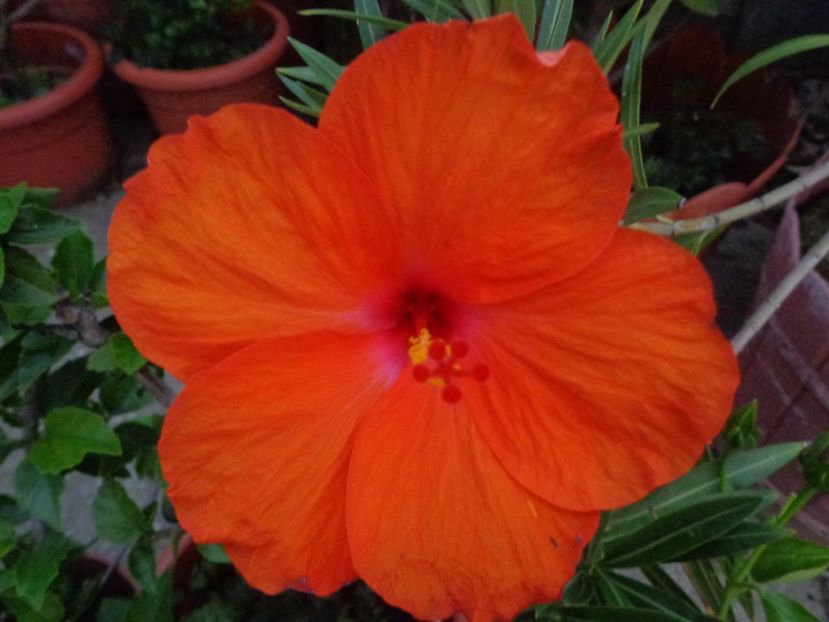  - A-HIBISCUS 2018