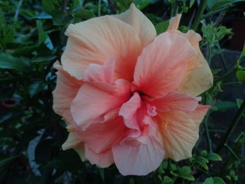  - A-HIBISCUS 2018