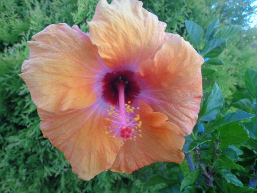  - A-HIBISCUS 2018