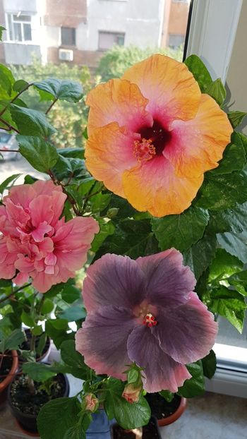  - Hibiscus Moorea My Blue Pearl