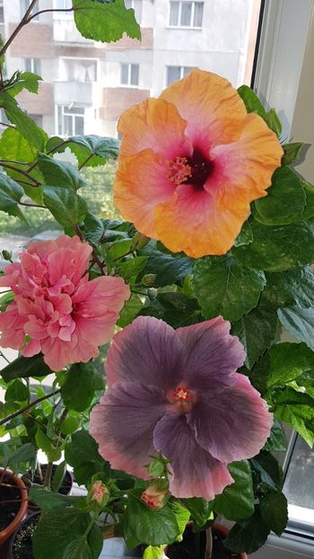  - Hibiscus Moorea My Blue Pearl