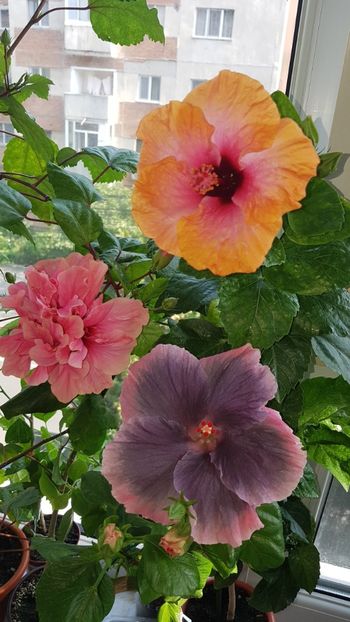  - Hibiscus Moorea My Blue Pearl