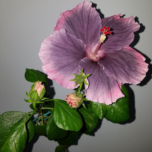  - Hibiscus Moorea My Blue Pearl