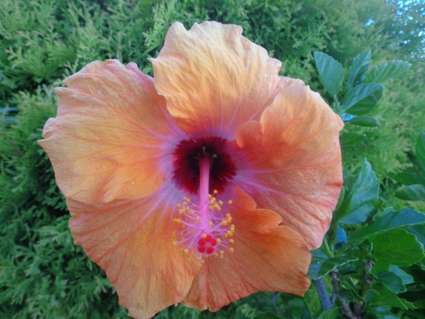  - A-HIBISCUS 2018