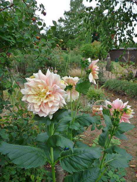 Cateva flori din gradina arsa! - 2018 - 03 - Toamna