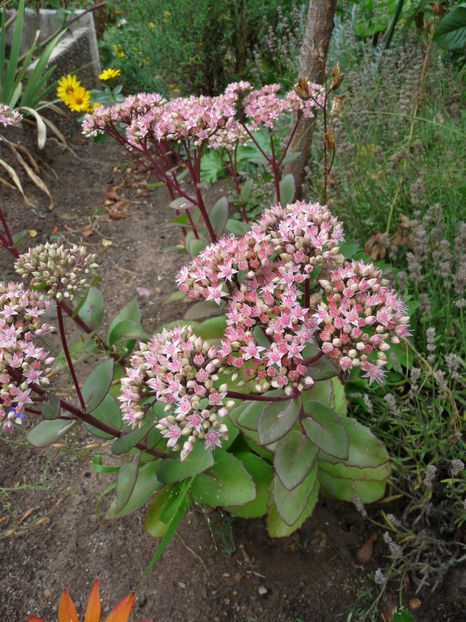  - 2018 - 03 - Toamna