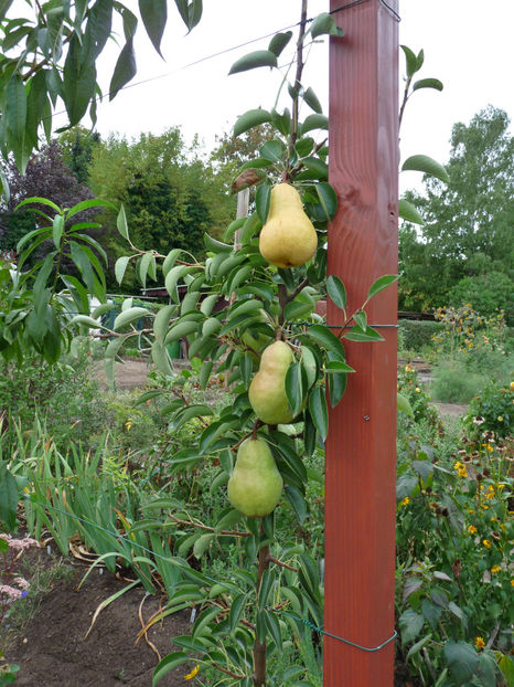  - 2018 - 03 - Toamna