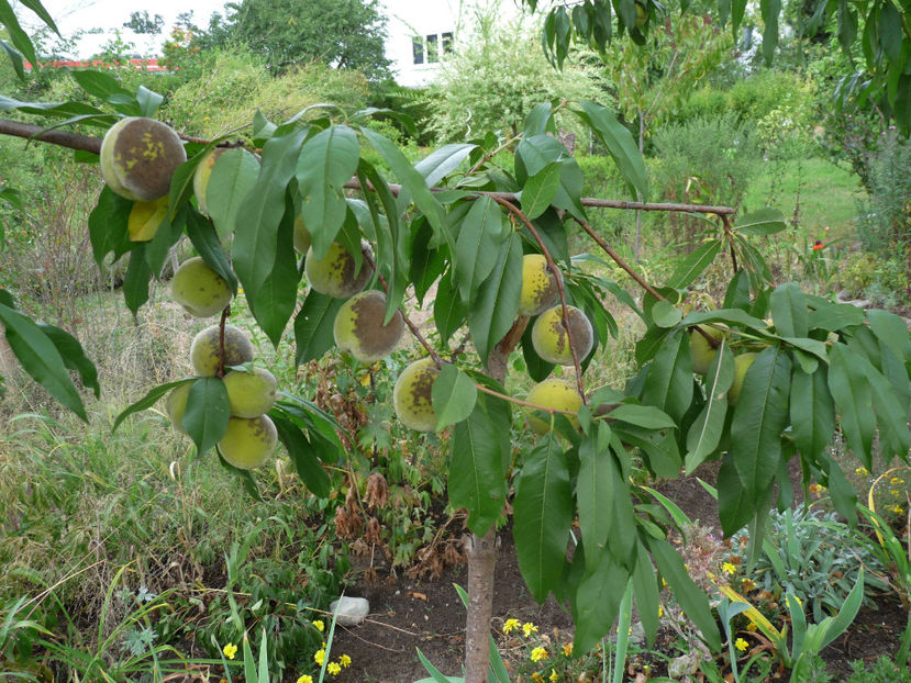 Arsuri la piersici - 2018 - 03 - Toamna