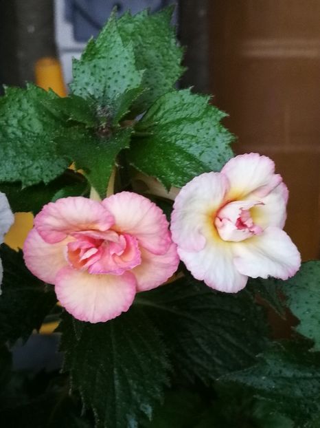  - Achimenes 2018