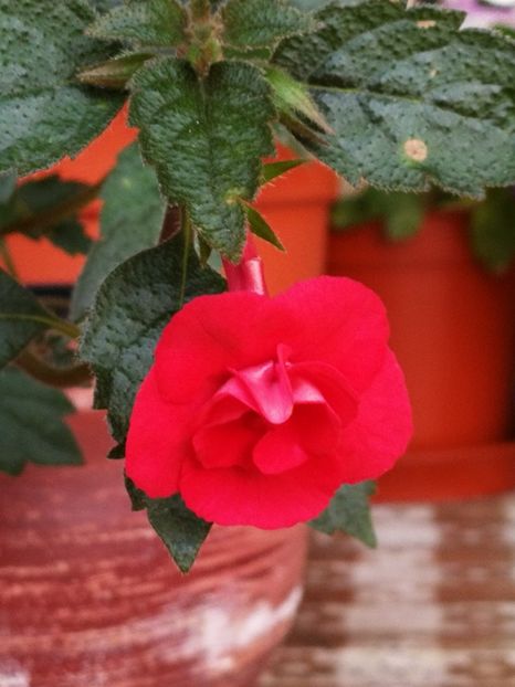  - Achimenes 2018