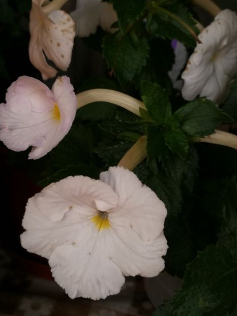  - Achimenes 2018