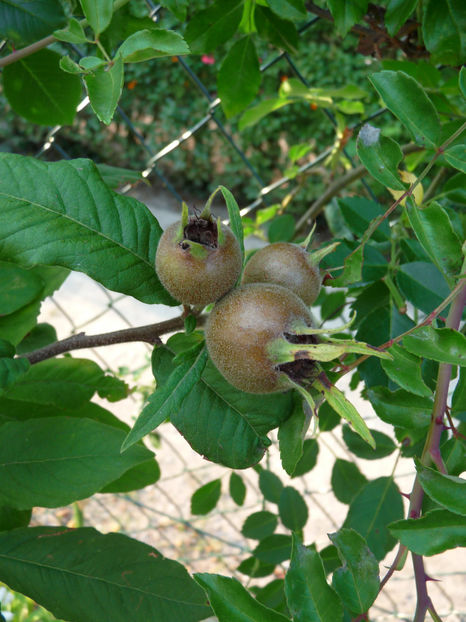  - 2018 - 03 - Toamna