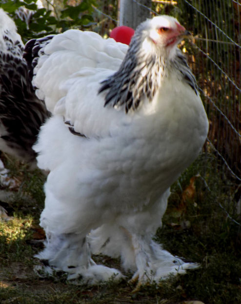  - VIITOR SPERANTE PTR 2019