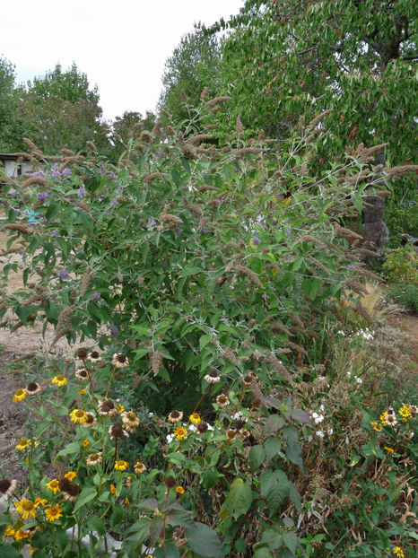 Buddleja - 2018 - 03 - Toamna