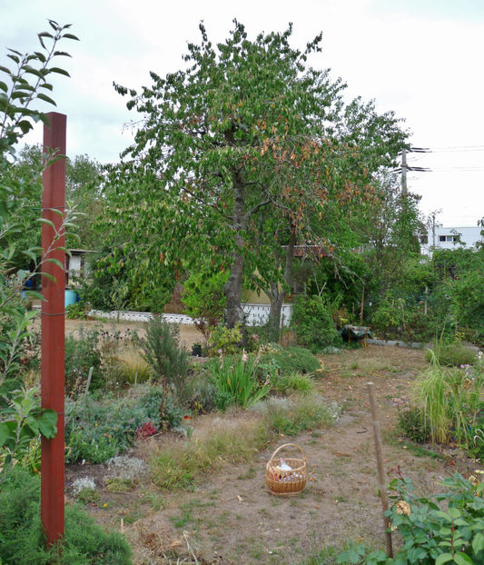 Nici ciresul nu e sigur daca a scapat! - 2018 - 03 - Toamna