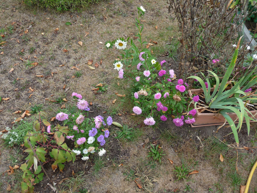 Aster - 2018 - 03 - Toamna