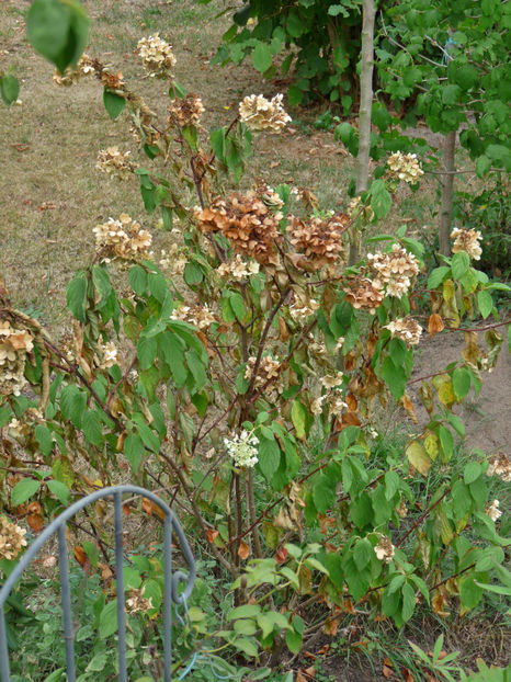 Hortensia paniculata! - 2018 - 03 - Toamna