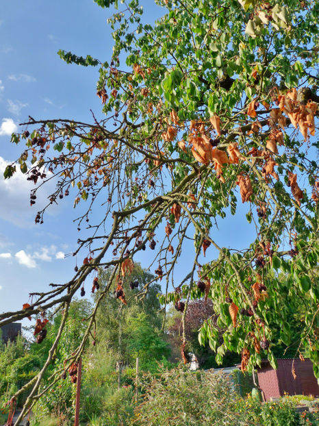 Tot rodul de cirese e in pom! - 2018 - 02 - Vara
