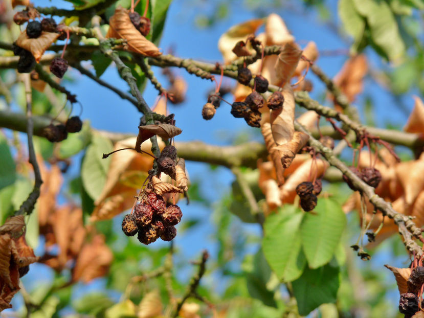 ... s-a ars pe pom! - 2018 - 02 - Vara