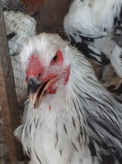  - Brahma herminat deschis