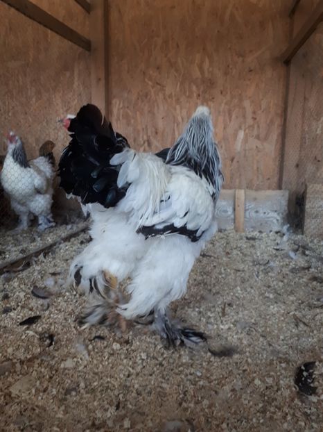  - Brahma herminat deschis