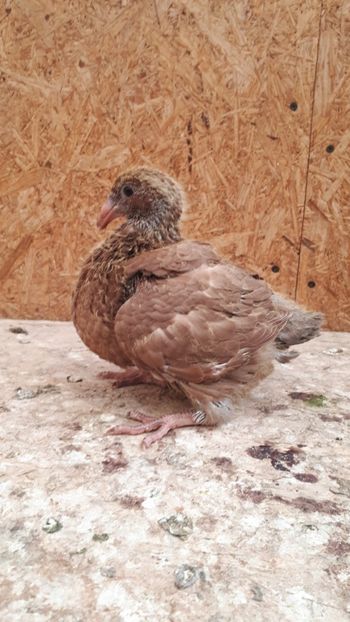 Agh - Tineret AGH 2018