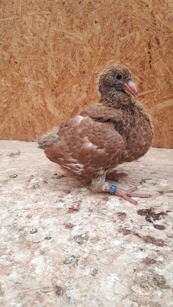 Agh - Tineret AGH 2018