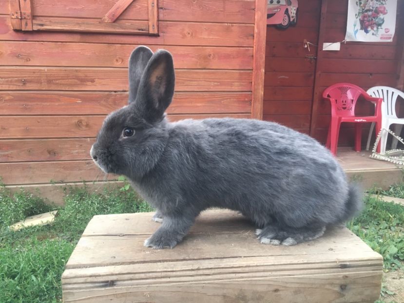 M 1-0 RO 12 2826 95,0 p Bistrita 2018 - XX Iepuri cu expo ce i-am avut