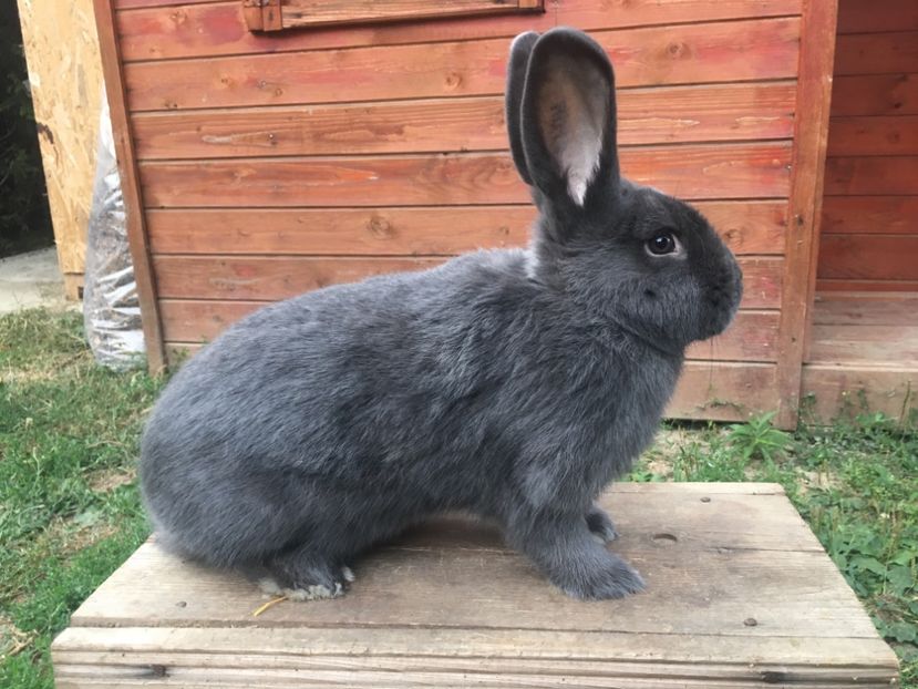 04.09.18...6 luni jumatate - F 0-1 RO 12 2821 96-5 p Bistrita 2018