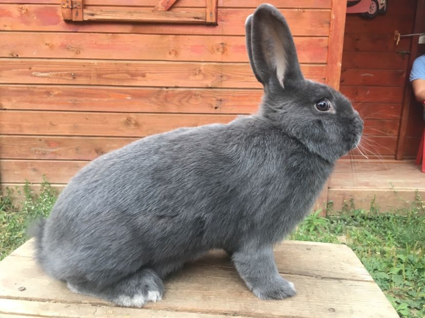 M 1-0 RO 12 2827 - X Iepuri ce i-am avut