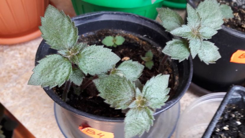 Parca is Fat Frumos :) - 09 Achimenes 2018