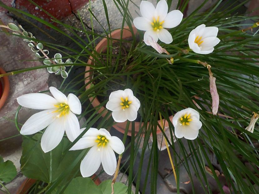  - zephiranthes
