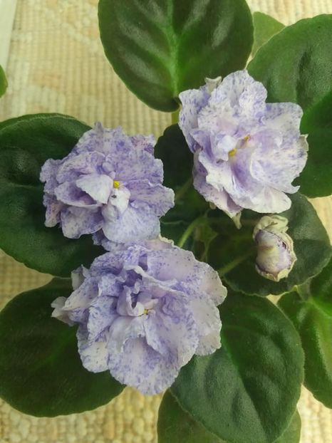 4 sept - RS Morskaya Princessa