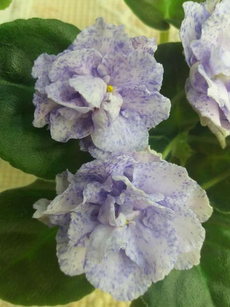 4 sept - RS Morskaya Princessa