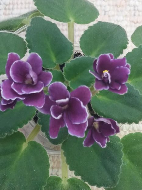 27 aug - ZZ Mac s Glacial Grape