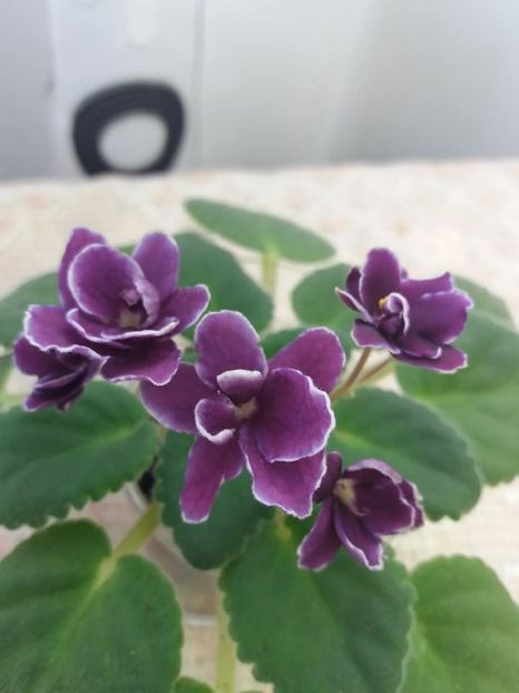 27 aug - ZZ Mac s Glacial Grape