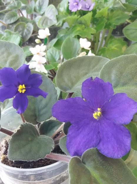 2 sept - Afrikanskaia Noch