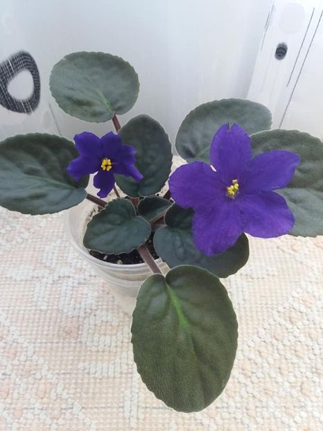 2 sept - Afrikanskaia Noch