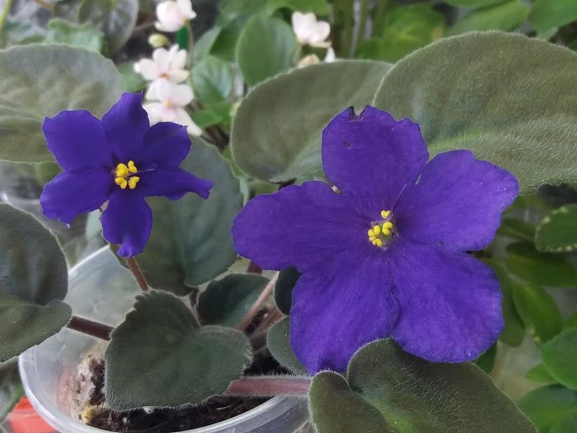 2 sept - Afrikanskaia Noch