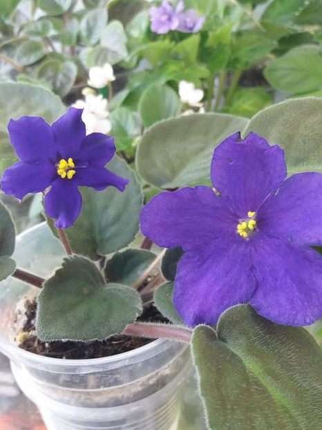 2 sept - Afrikanskaia Noch