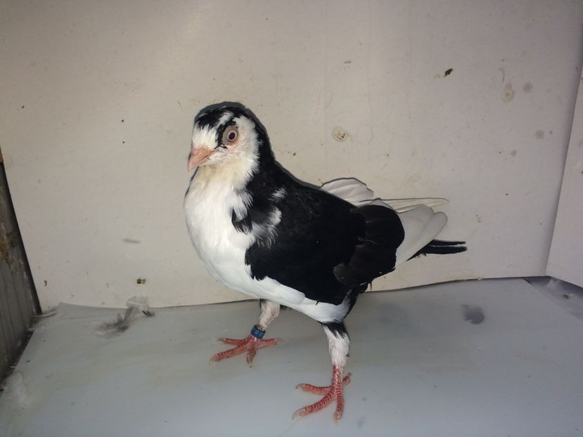 5172  femelă  2018 - Plecați ALBUM 2