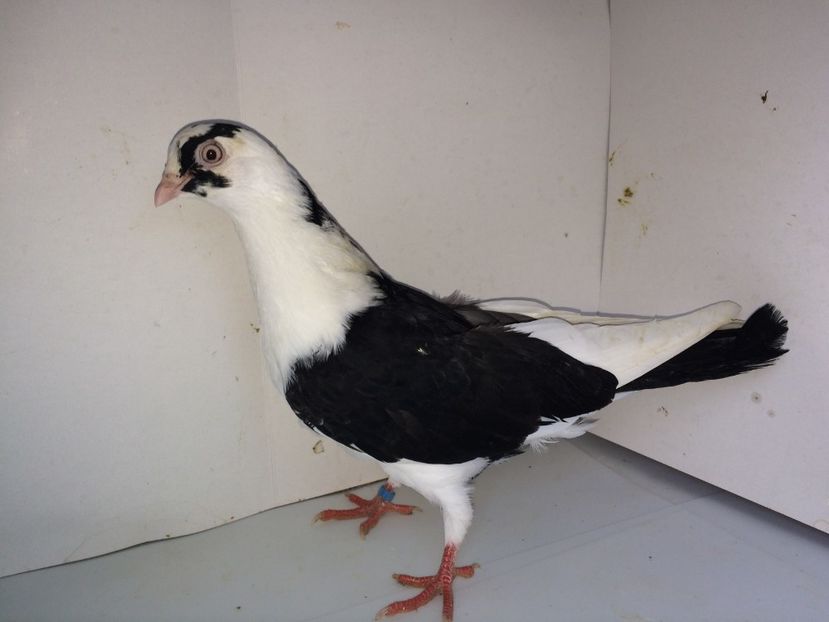 6994  femelă  2018 - Plecați ALBUM 2