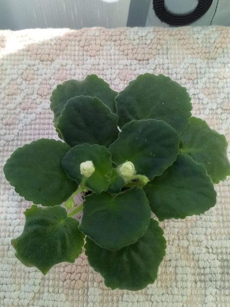 12 august - ZZ Mellow Yellow